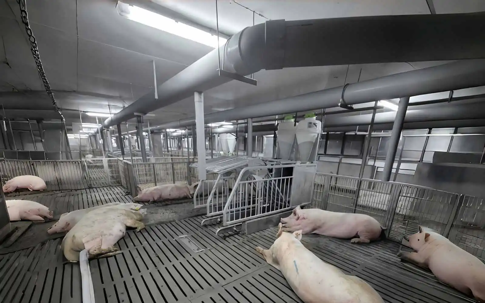 LED Vapor Light Used in Livestock Buildings LED Vapor Light Used in Livestock Buildings